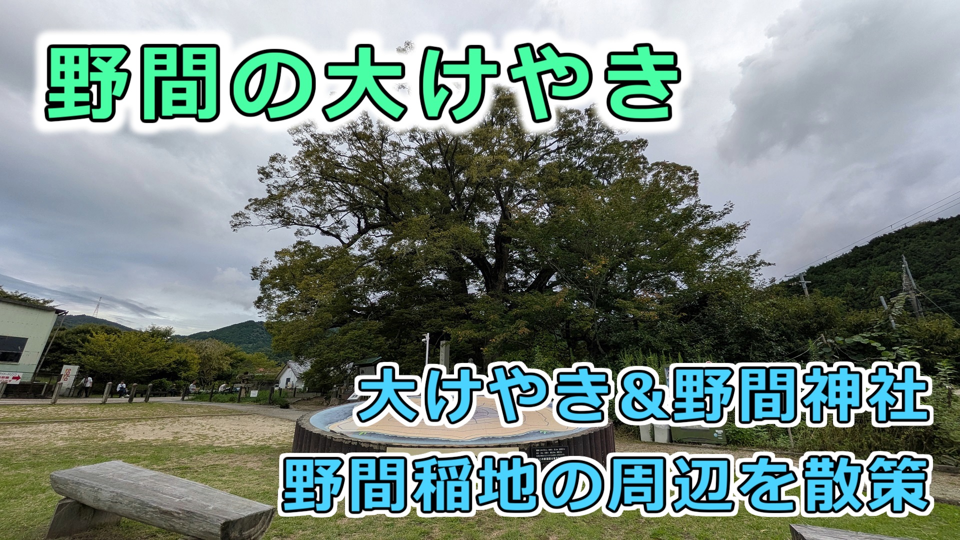 野間の大けやき